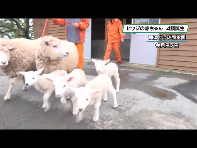 Four baby sheep born at Nasu Animal Kingdom, bleating 