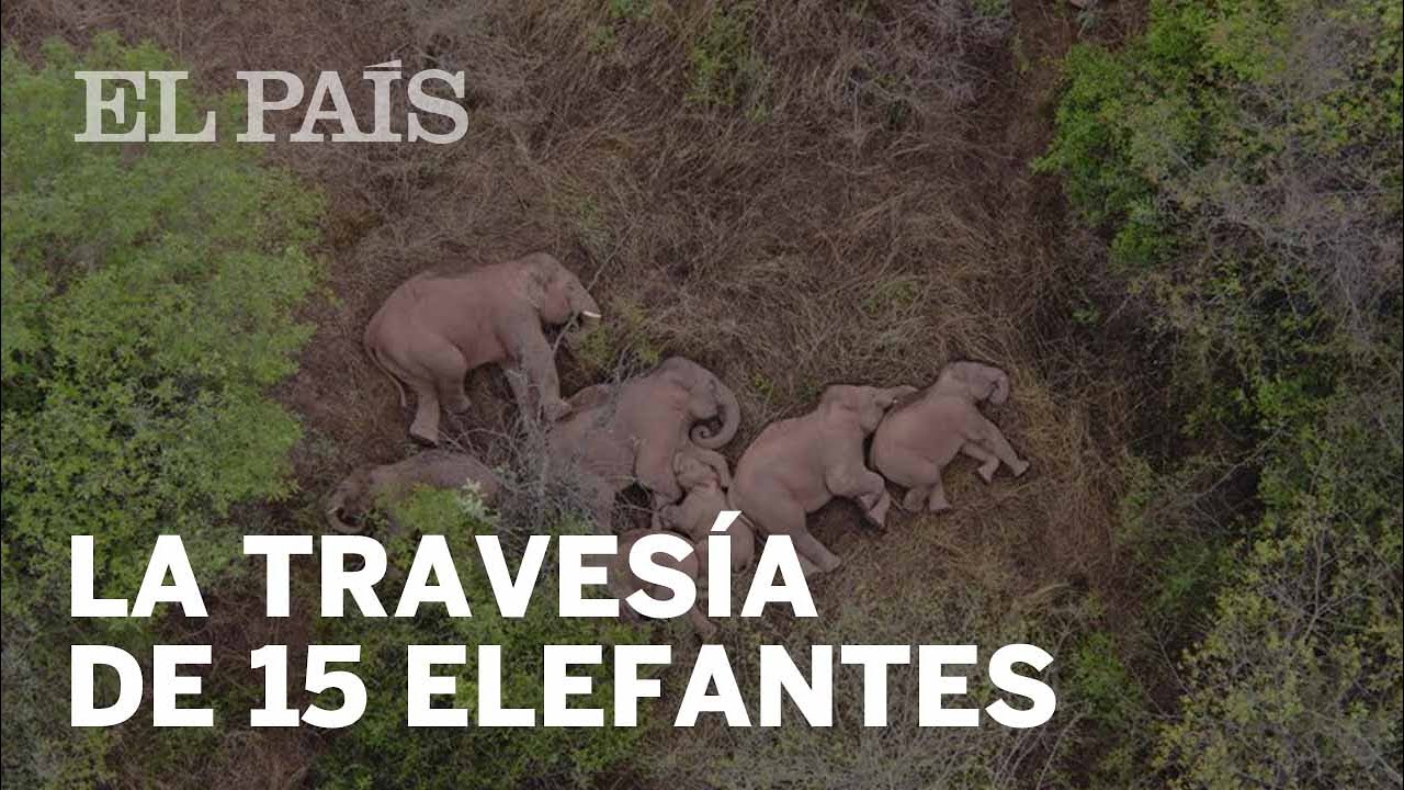 Vídeo | La inexplicable travesía de 15 elefantes asiáticos salvajes por el  suroeste de China | Vídeos | EL PAÍS