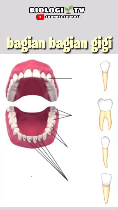 Parts of the teeth #biology #utbk #science