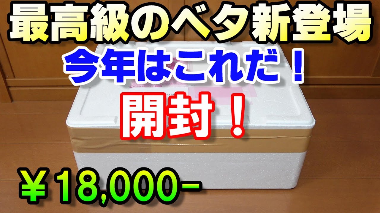 ベタの繁殖 また買っちゃった 高級魚 ﾜｲﾙﾄﾞだぜ アクアリウム Season5 5 Youtube