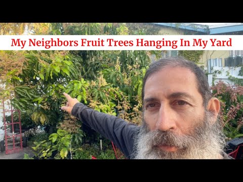 My Neighbors Fruit Trees Hanging In My Yard