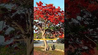 Top 5 flowering trees in India ｜ best flower tress for garden 🌷🌹🪷🌺🌸