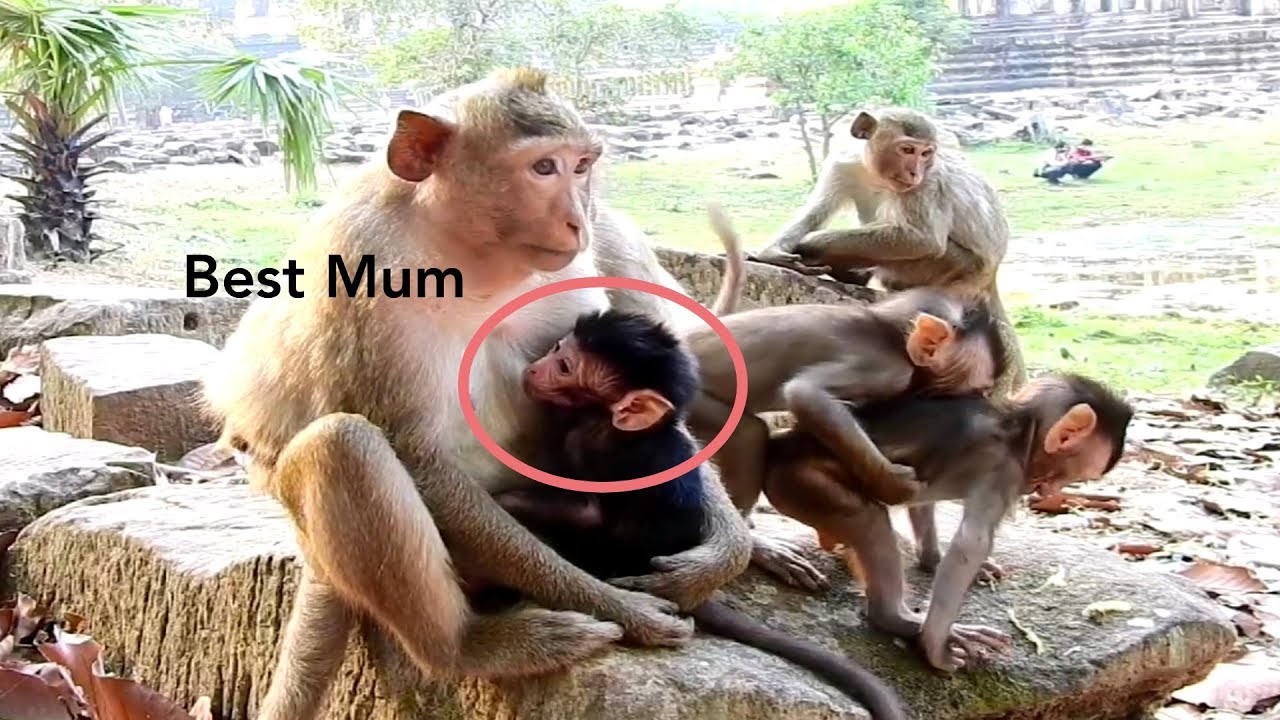 Wow Baby Monkey Was Feed Milk By Best Mom, Adorable Baby Monkey Feed