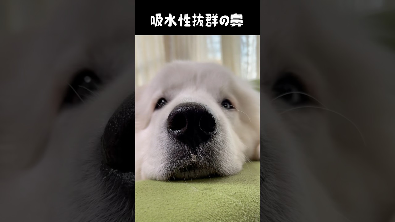 天使のような大型犬の子犬が成長すると…… “極悪非道な悪魔”へと変貌