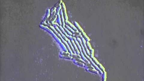 Bacterial growth under the microscope, Rate My Science