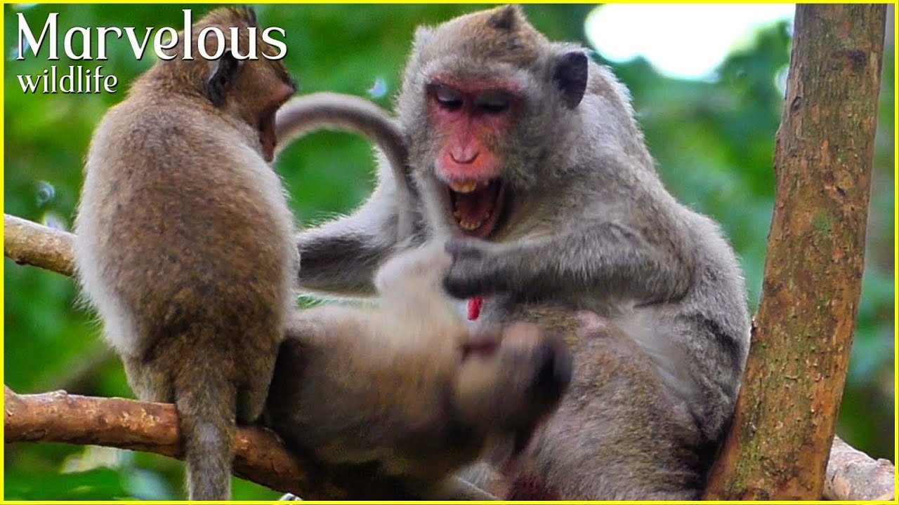O/M/G...! Mom Jane monkey can't accept her baby Jonna insists asks for milk & biitees her belly