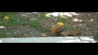 HUNGRY CUTE SQUIRREL HIDES ALMOND NUTS EVERYWHERE AND SUDDENLY A BLUEJAY BIRD ST