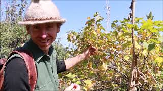 Exploring the Wild Apple Forests of Kazakhstan (ver.2)