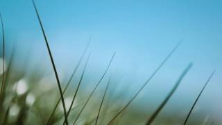 Wind and Grass. NO Sound. Screensaver. screenshot 4