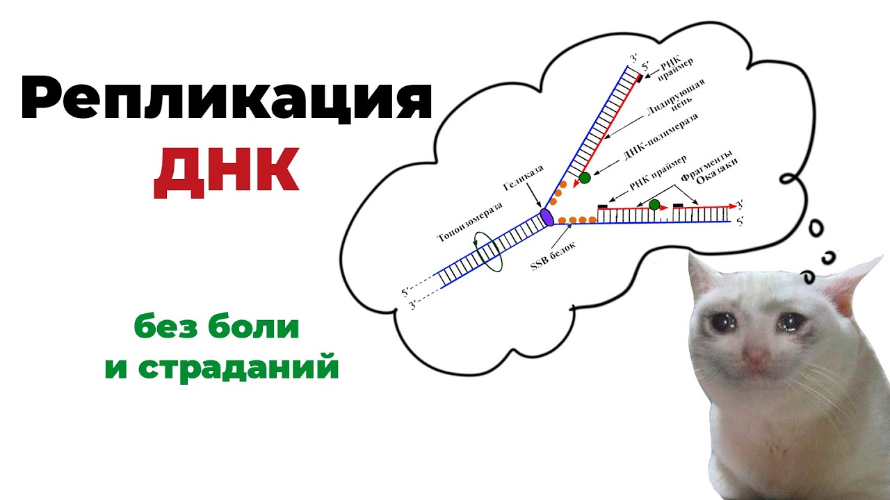 РЕПЛИКАЦИЯ/РЕДУПЛИКАЦИЯ/УДВОЕНИЕ ДНК для ЕГЭ по биологии - YouTube