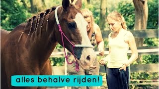 Wat Kan Je Met Je Paard Doen Zonder Te Rijden  Just Horse Friends