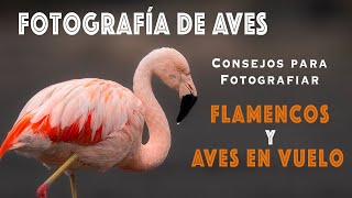 FOTOGRAFÍA DE AVES: Flamencos y Aves en Vuelo