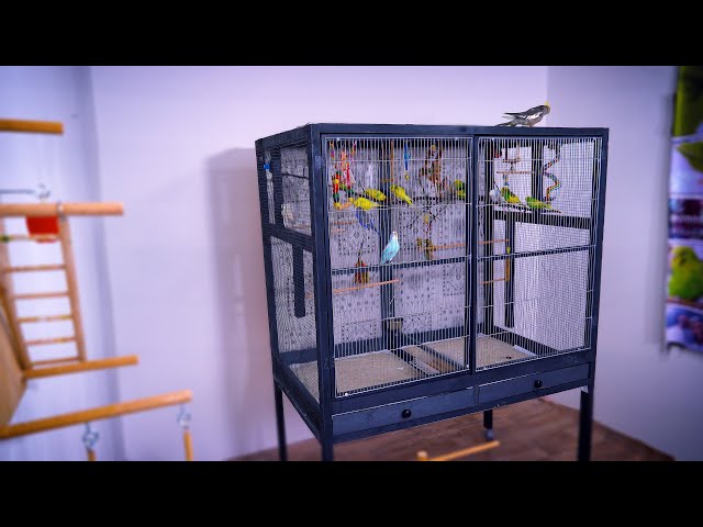 Build Bird Cage for Cheap  3 simple Designs for DIY 