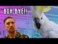 My Talking Parrot Screams, "Bye" at CVS Employees! Then DEMANDS to go to bed! (SUBTITLES)