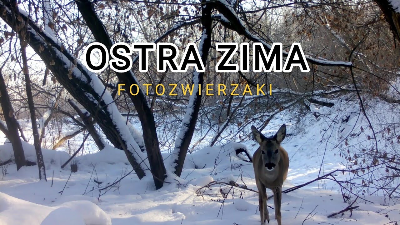 Ostra zima w lesie | Dziki i sarny w śnieżnym łęgu