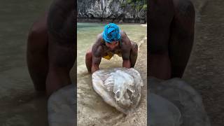 Why do jellyfish die only after reaching the shore? #shorts