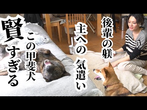後輩犬を叱りつけ、主には甘え、しかも怪我の心配までしてくれる甲斐犬がやばすぎる【換毛期】【柴犬・甲斐犬】