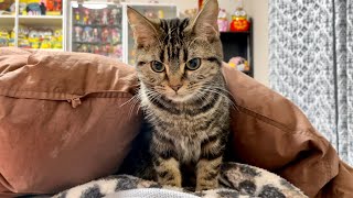 朝起きたら布団の中に子猫がいたのでしつこく密着してみましたw