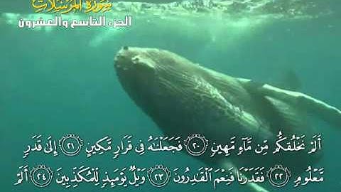 المرسلات للقارئ يوسف بن نوح