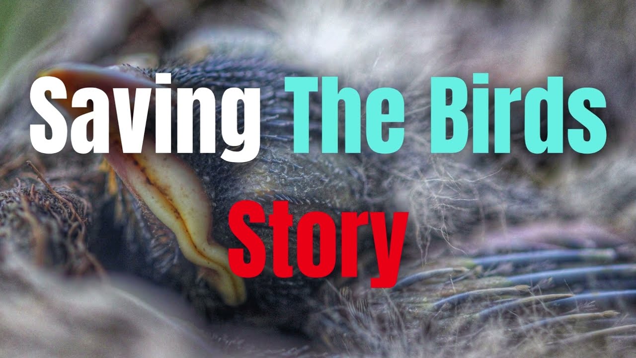 Saving The Birds Story