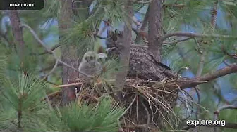 Great Horned Owl  | 2025 Highlights
