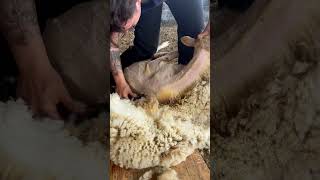 Gulf Coast Ewe Shearing