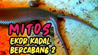 Kadal ekornya bercabang 2 bisa bawa hoki? mitos atau fakta