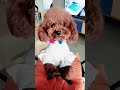 Look at these cute and funny puppies dogs 2955
