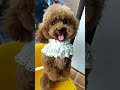 Look at these cute and funny puppies dogs 2955