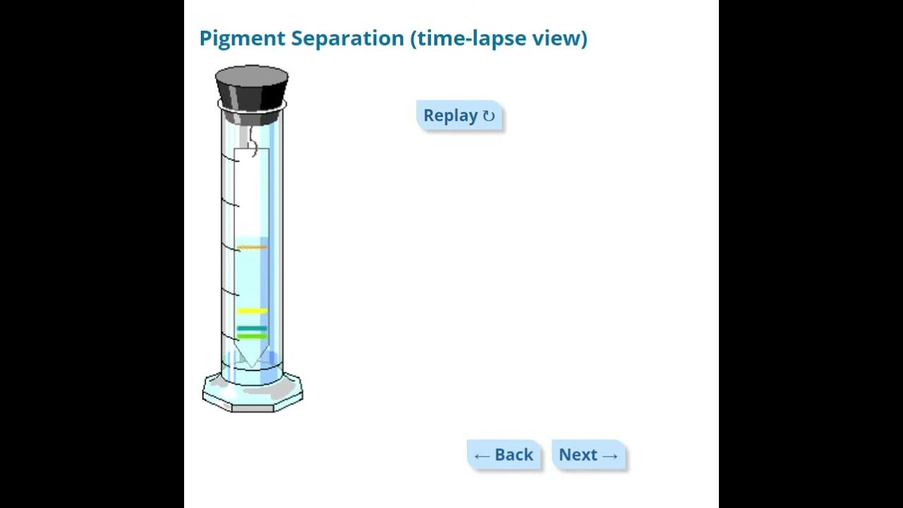 Chromatography Simulation YouTube