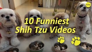 10 Funniest Shih Tzu Videos