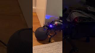 LazyDog Meets Siri and It Won't Stop Bullying My HomePod!
