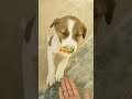 dogi🐕#dog #cute #puppy #love #youtubeshorts#viral #shorts #ytshorts#puppylove #cutie #dogi#trending