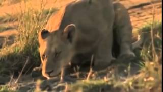 Documentary lion: National Geographic Documentary - Animal Film genre