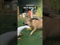 Soft Cat breaks rules - Pet Content 😂 Instant Laugh!