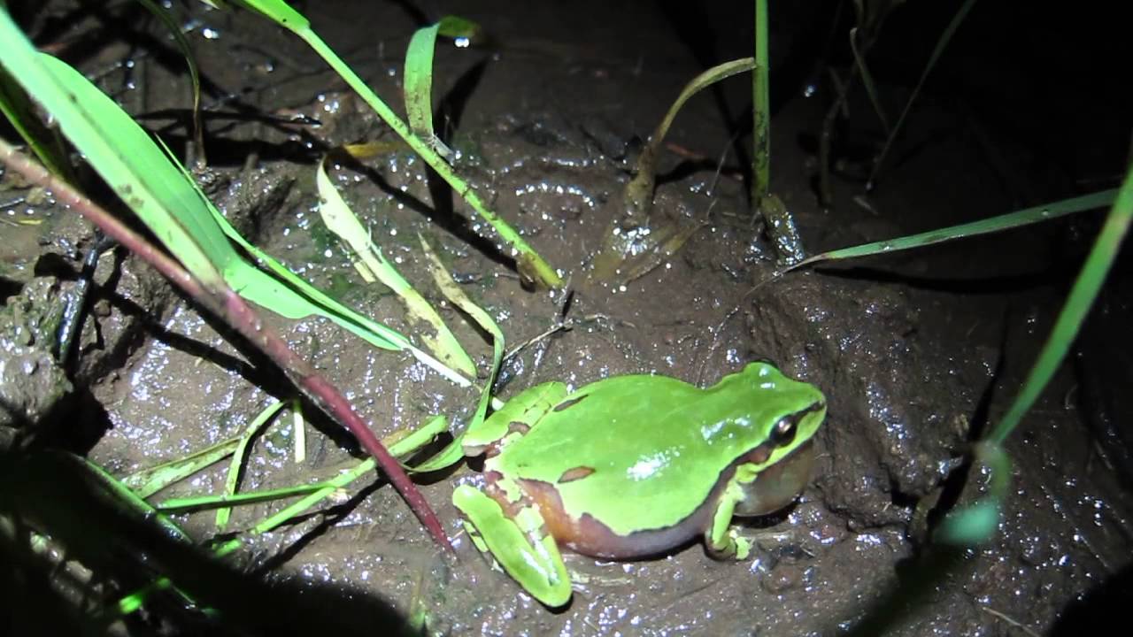 Archive | From the field: Meryl Mims' Arizona treefrog video - YouTube
