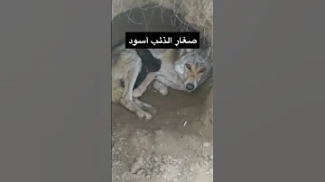 صغار الذئب أسود 