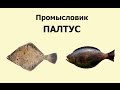 Русская Рыбалка 3.99 Промысловик 5 - Палтус