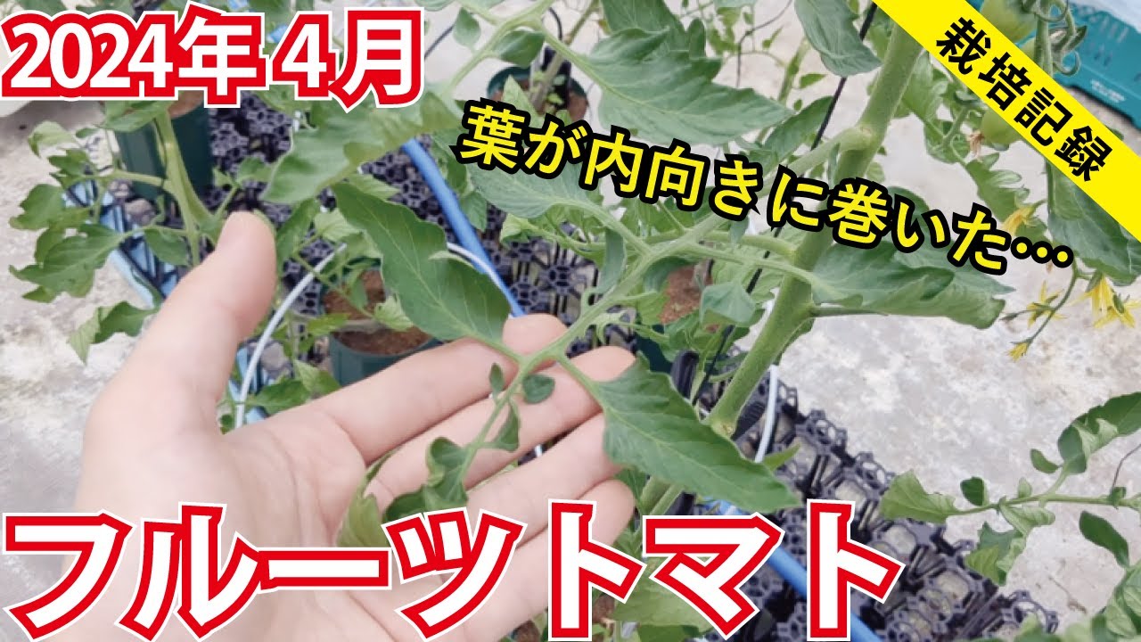 【肥料濃すぎ?】小量多潅水でフルーツトマトを育てる【2024年4月】