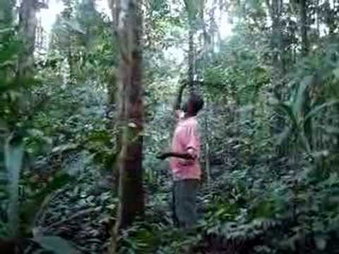 GATHERING YOHIMBE BARK