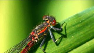 Large red Damselfly male closeup