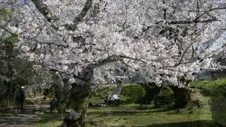 長寿園の桜（2023）