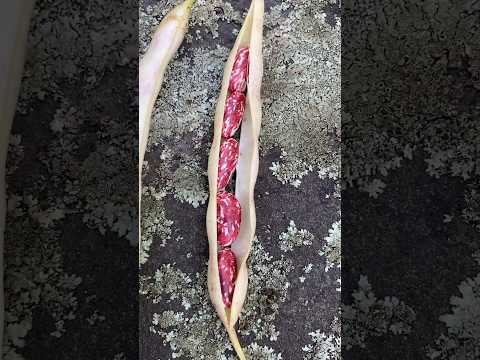 Video: Zijn tuinbouwbonen en cranberrybonen hetzelfde?