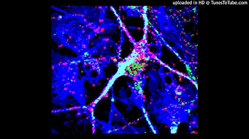 Arrogant(130)(Oscilab Made)