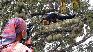 BERBURU 💥 KETIKA BUAH DURIAN HABIS DIJATUHKAN KERA DAN TUPAI LIAR