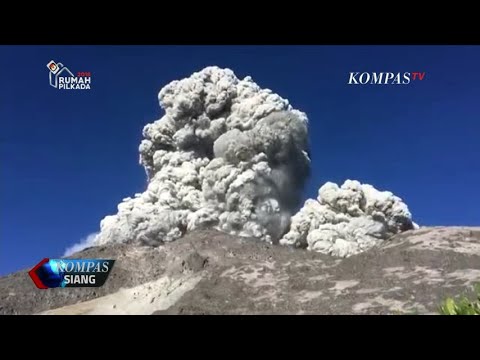 Video: Bagaimana pohon abu gunung tumbuh?