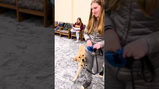 FETCH Program - Spring 2024 at the University of MN by Can Do Canines 228 views 3 months ago 1 minute, 23 seconds