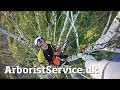 Petzl ZIGZAGging through a tree removal • Tree climbing Arborist • Træfældning Odense / Fyn