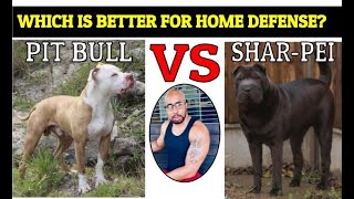 Chinese Fighting Dog Shar Pei Vs Pit Bull Who Will Win?