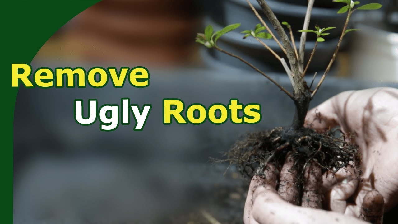 Reviving Satsuki Azalea Rootballs (2 yr timelapse of 18 satsukis)